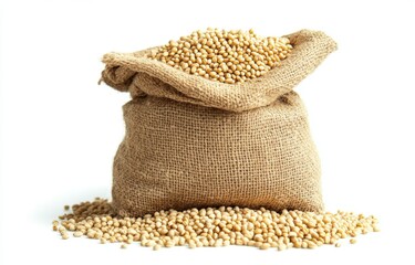 Sorghum